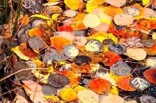 Aspen leaves-8713.jpg Aspen leaves-8713.jpg